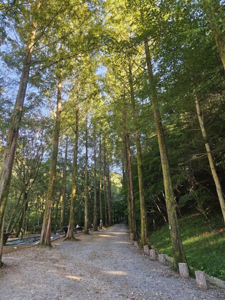 대전 상소동 산림욕장의 울창한 메타세콰이어 숲길 풍경. 키 큰 나무들이 늘어선 자갈 산책로에 햇살이 비추고 있으며, 사람들이 앉아 쉬는 벤치와 푸른 수풀, 붉은 상사화가 보인다. 자연 속에서 힐링하기 좋은 가족여행 및 데이트 코스.