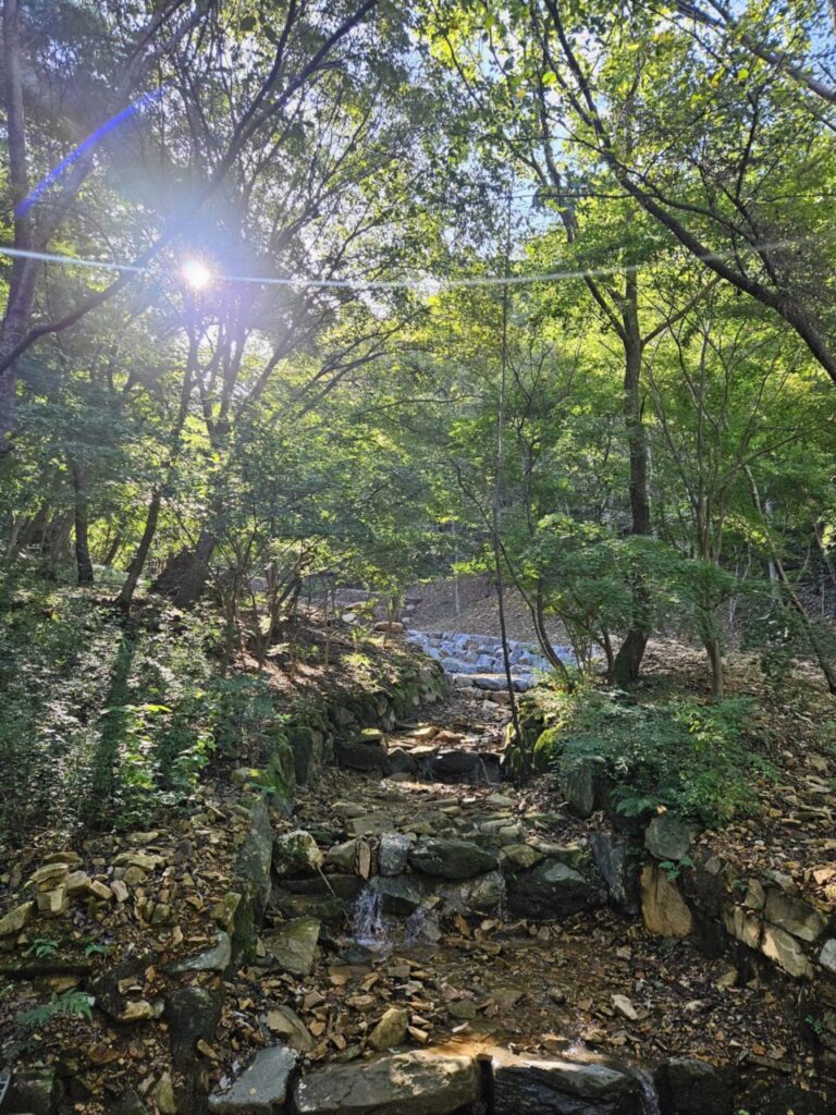 대전 상소동 산림욕장 숲길을 따라 햇살이 비추는 작은 계곡물과 돌이 많은 풍경