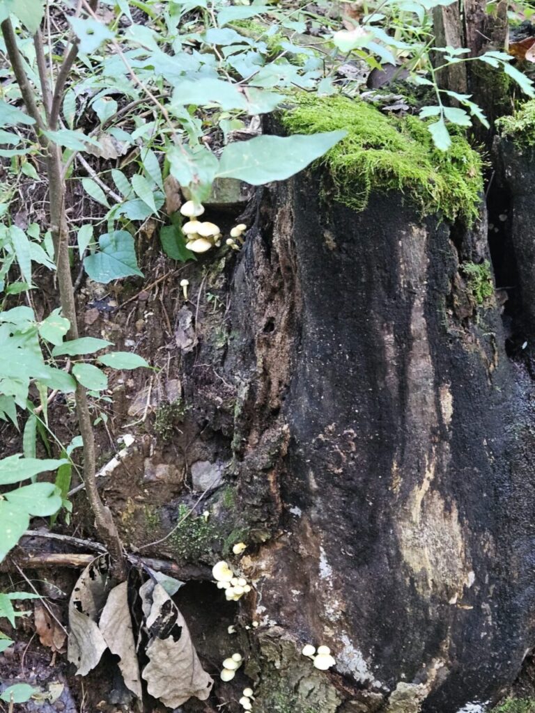 상소동 산림욕장 숲속의 오래된 나무 그루터기에 초록색 이끼와 여러 개의 작은 흰색 버섯들이 자라고 있는 풍경