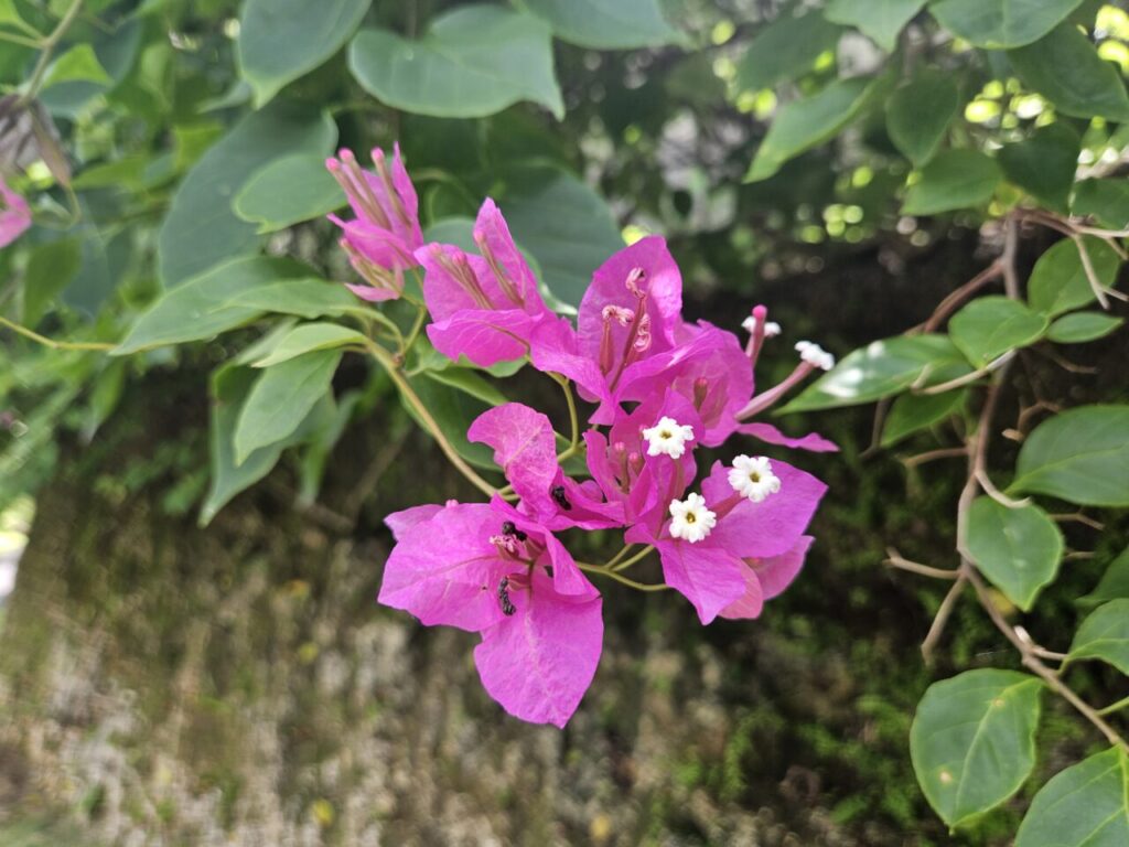 발리의 벽에 피어있는 선명한 분홍색 부겐빌레아 꽃과 그 위에 앉아있는 작은 개미의 클로즈업.