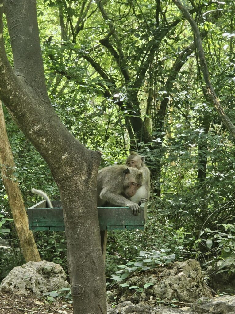 푸른 숲 배경으로 나무 선반에 앉아 있는 어미 원숭이와 등에 매달려 있는 새끼 원숭이의 모습.