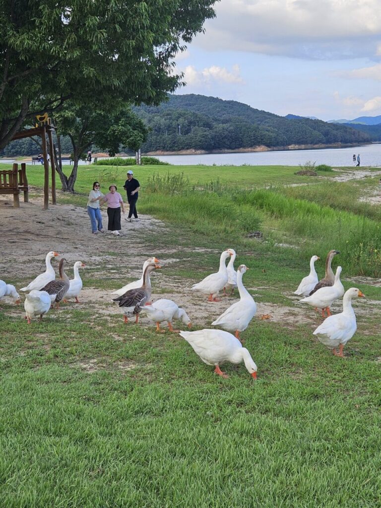 푸른 풀밭에서 평화롭게 풀을 뜯고 있는 흰색과 회색 거위 떼와 멀리 보이는 대청호.