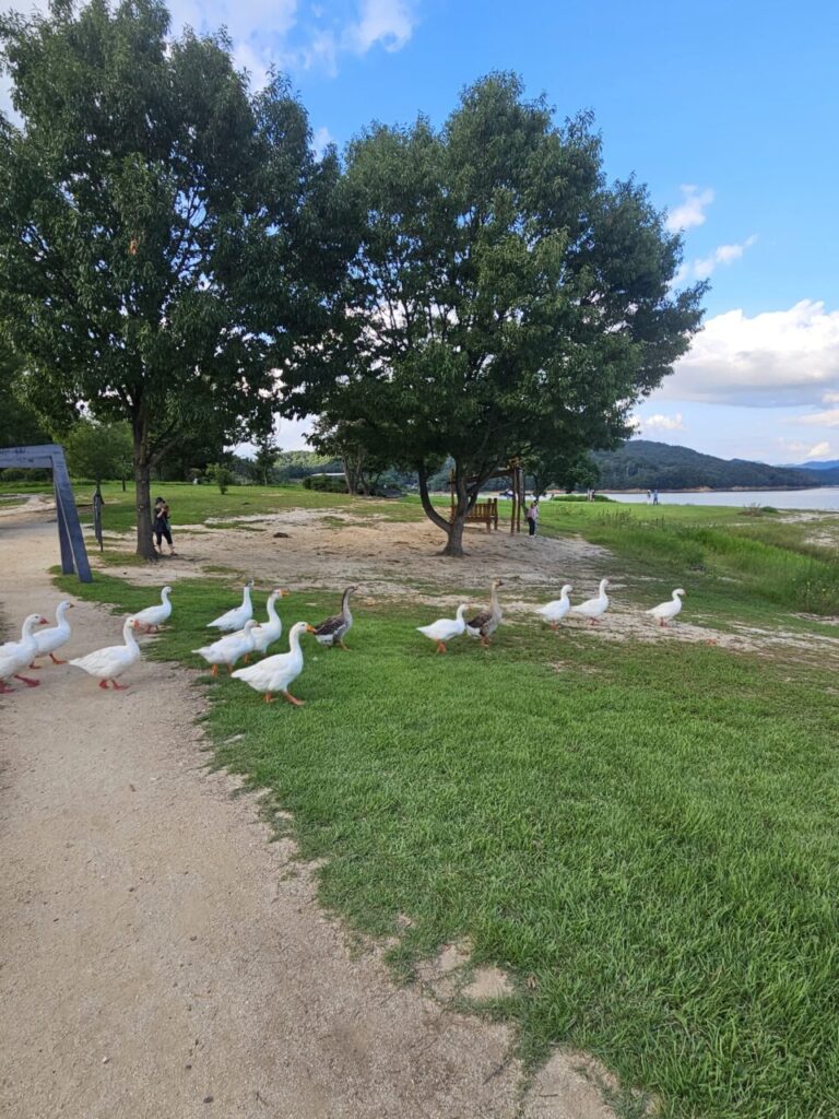 대청호수 옆 풀밭과 흙길을 따라 줄지어 서 있는 다양한 색깔의 거위들.
