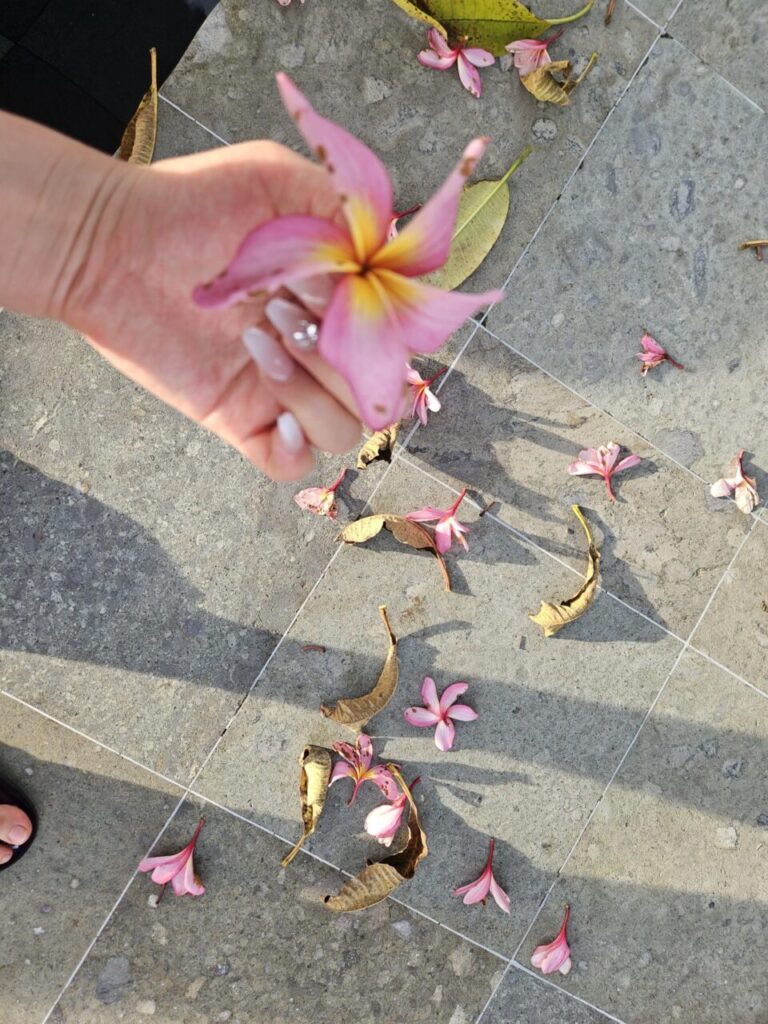 손에 들고 있는 아름다운 분홍색 플루메리아 꽃과 바닥에 떨어진 여러 개의 플루메리아 꽃들입니다. 발리의 열대적인 분위기를 잘 보여줍니다.