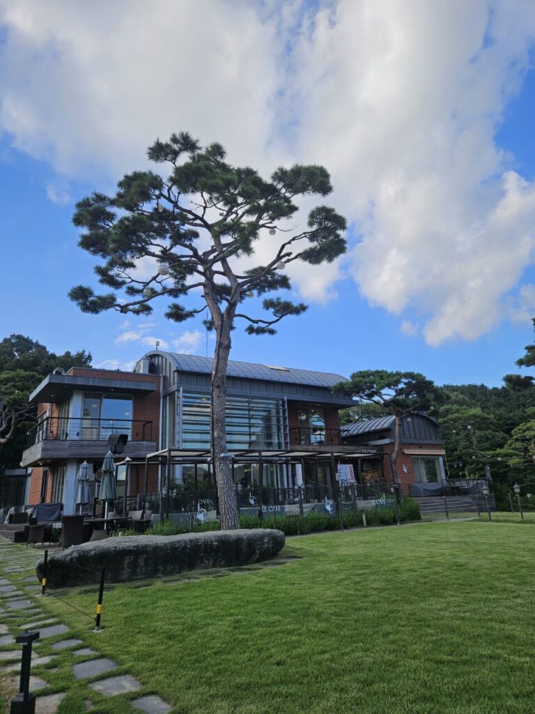 대청호 르 카페(LE CAFE)의 현대적인 건물과 그 앞에 서 있는 멋진 소나무가 어우러진 모습.