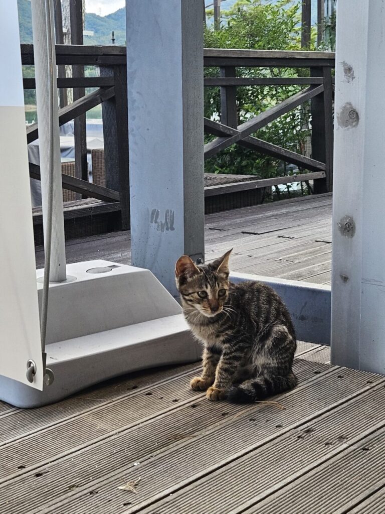 나무 데크 위에 앉아 주변을 조심스럽게 살피는 귀여운 갈색 얼룩무늬 새끼 고양이.